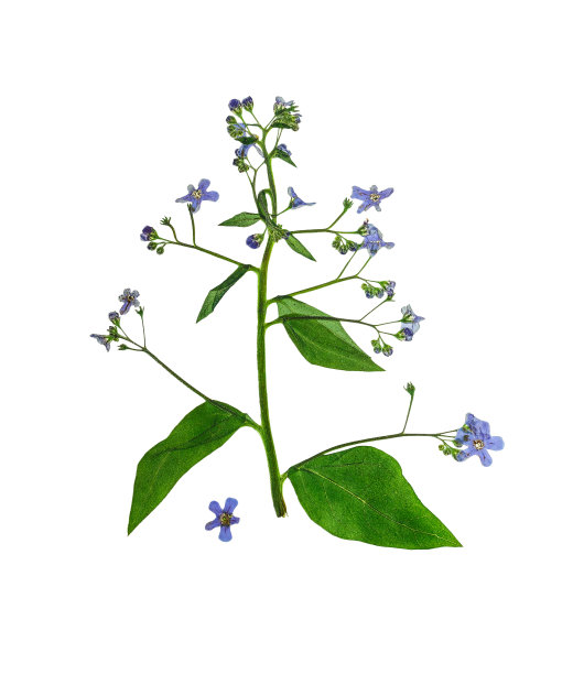 压榨和干花大叶布鲁纳，孤立图片下载