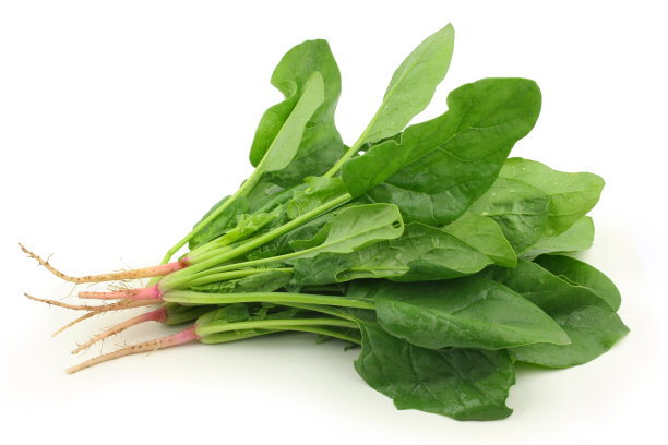 白底菠菜图片下载