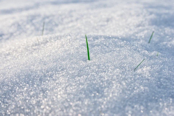 春草伴雪图片下载