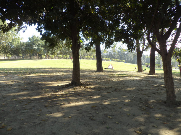 树的影子图片下载