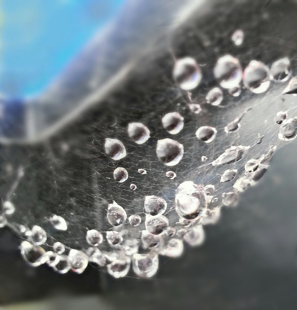 蜘蛛网雨滴图片下载