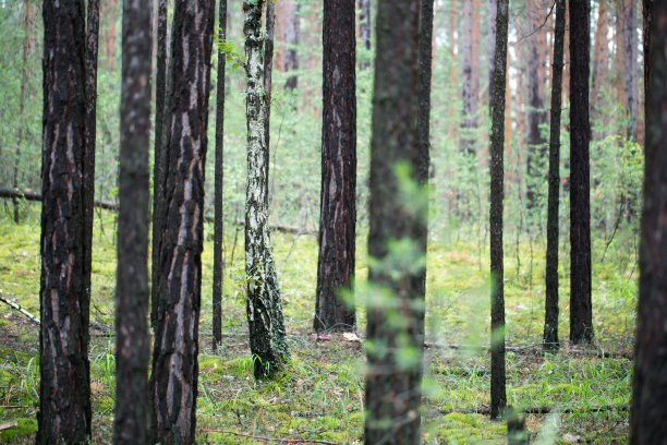 森林中的树木图片下载