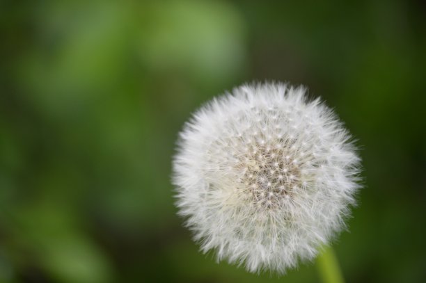 蒲公英在春天图片下载