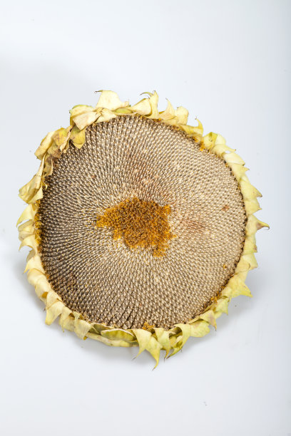 葵花籽的特写图片下载