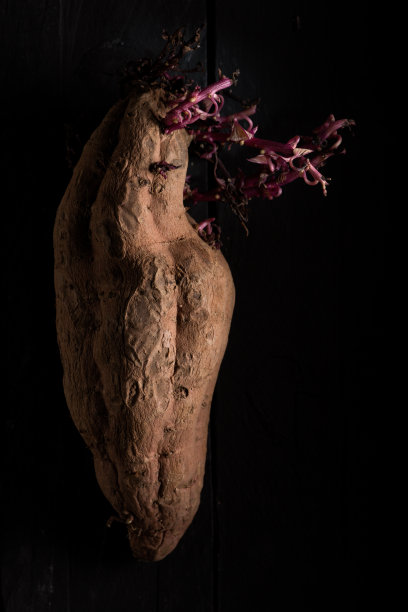 甘薯芽图片下载