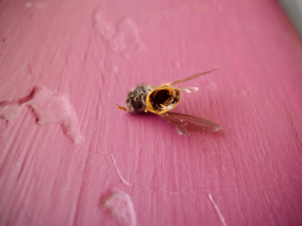 死去的蜜蜂图片下载