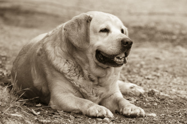的狗狗图片下载