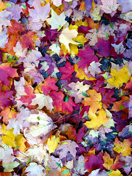 秋天的枫叶图片下载