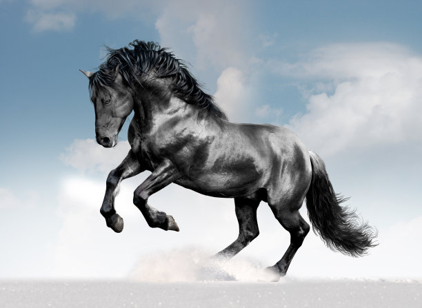 冬季田野里的黑色卢西塔诺马图片下载