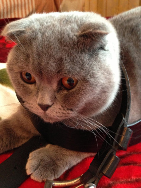 蓝色的猫图片下载