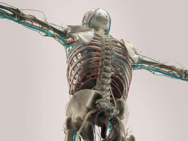 人体背部、脊柱的解剖细节。骨骼结构,肌肉。图片下载