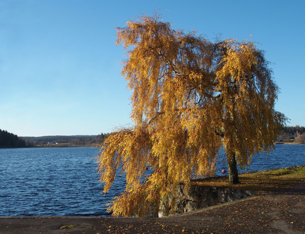 白桦在秋天图片下载
