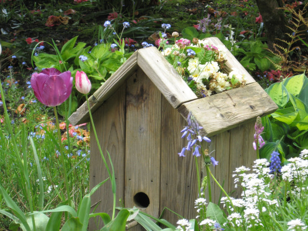 种植木鸟屋图片下载