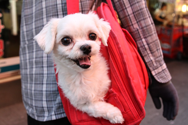 韩国首尔，Doggy Bag图片下载