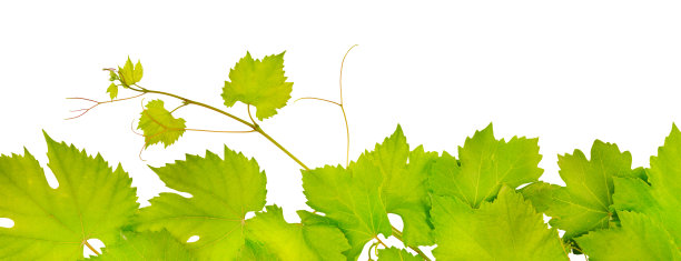 新鲜的葡萄叶图片下载