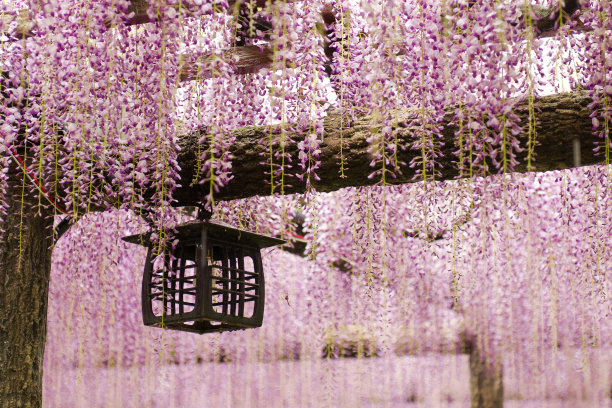 紫藤格子素材图片