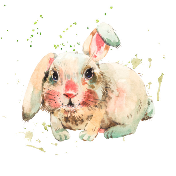 可爱的水彩白兔孤立在白色的背景图片下载