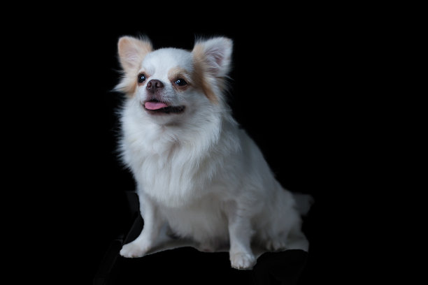 吉娃娃小狗图片下载