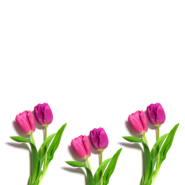 新鲜的粉色郁金香图片下载