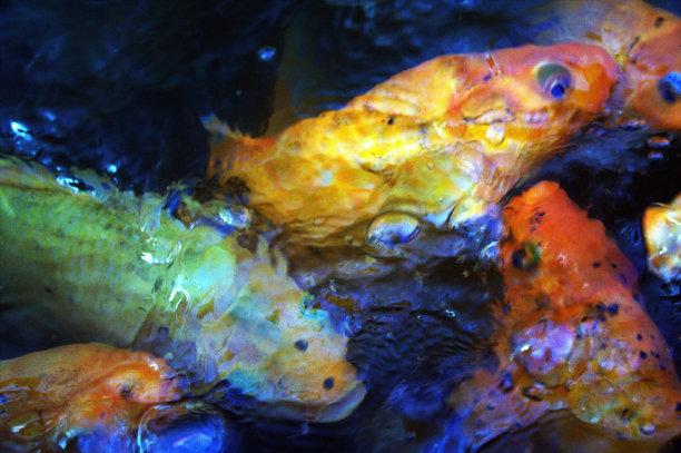 水的质地在一个锦鲤鱼运动图片下载