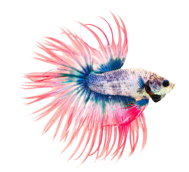 斗鱼，暹罗斗鱼，一串红斗鱼(冠尾)图片下载