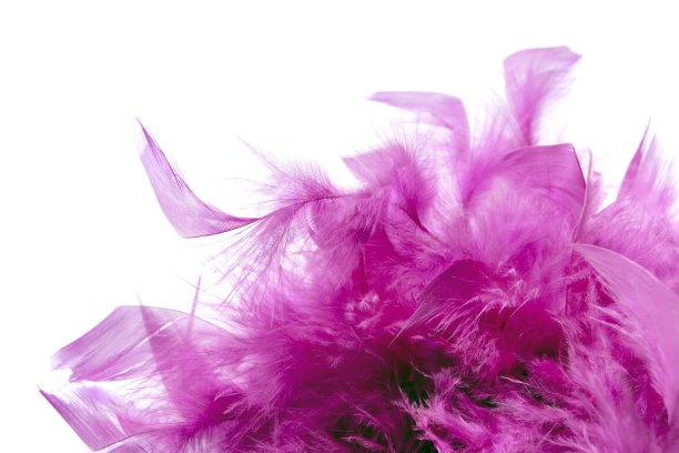 粉红色的羽毛图片下载