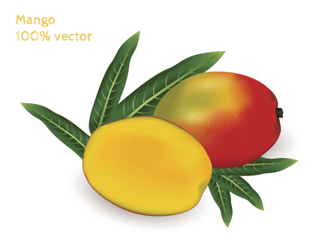 新鲜芒果配芒果片。向量图像逼真。图片下载