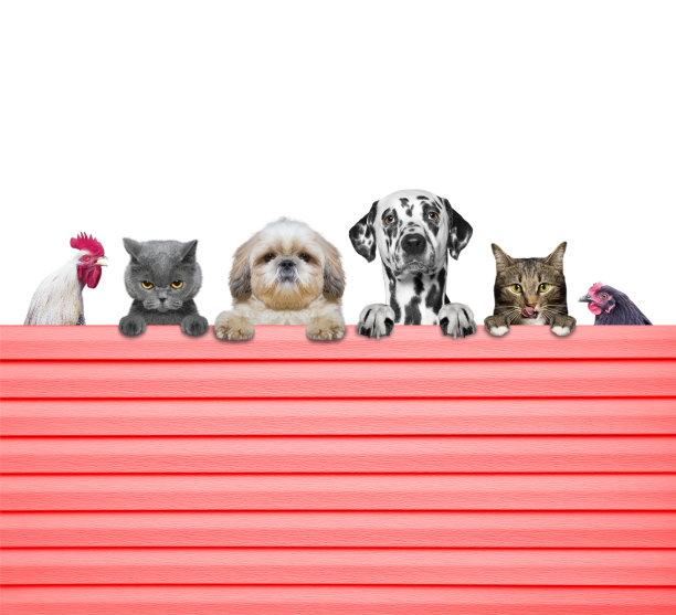 狗，猫，鸡和公鸡透过栅栏看图片下载