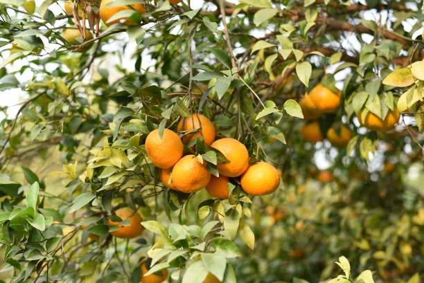 鲜橙郁郁葱葱的绿色农场图片下载