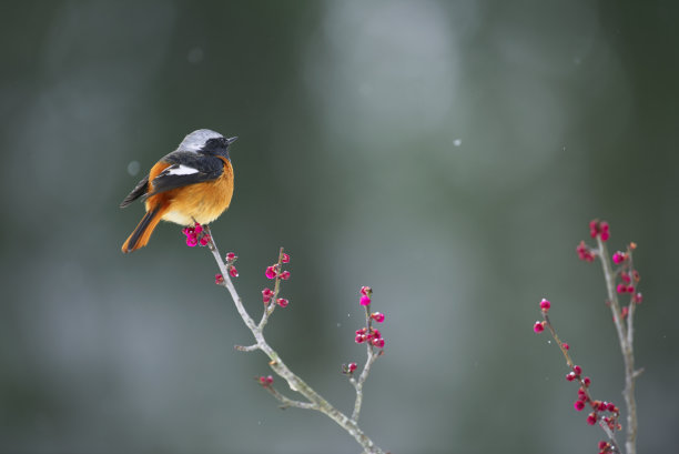 雪中的达斡尔红雀和李子图片下载