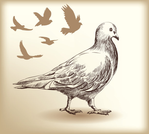 鸽子图片下载
