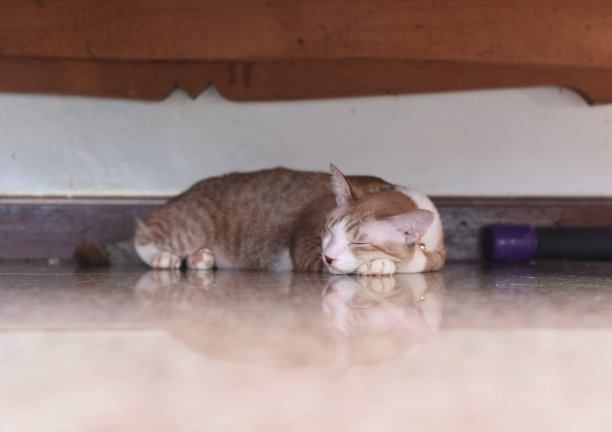 这只咸猫要睡觉了图片下载