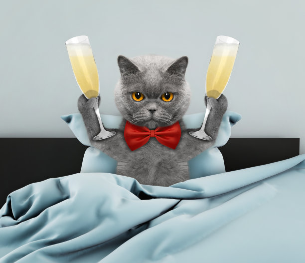 猫躺在床上喝着香槟图片下载