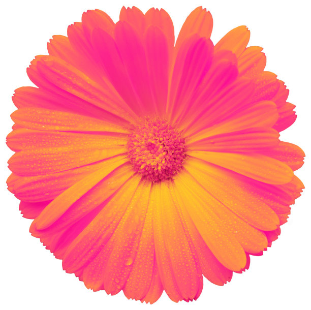 湿的花图片下载