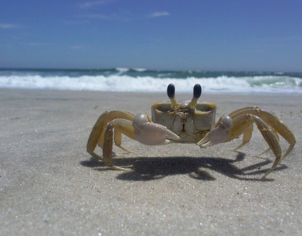 海滩上的螃蟹图片下载