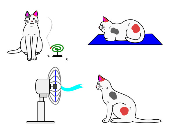 猫在夏天图片下载