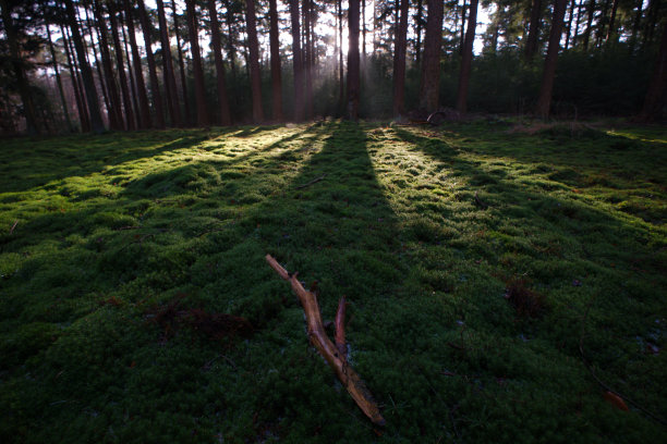 在莫斯图片下载