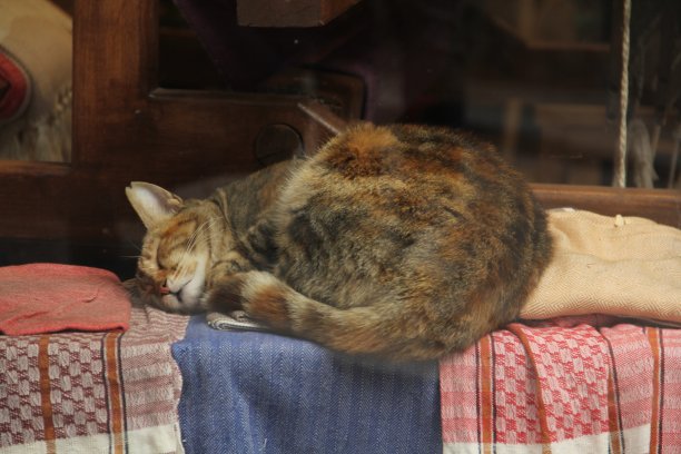 沉睡的猫图片下载