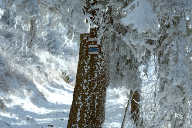 树上的旅游标志图片下载