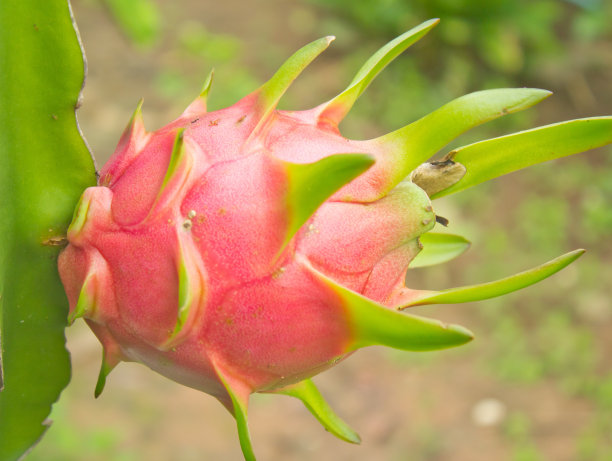 龙的水果图片下载