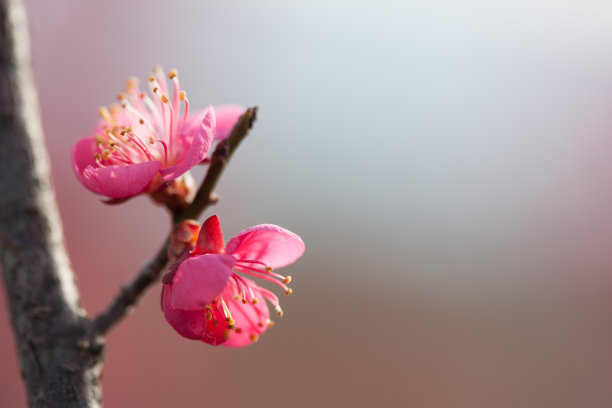 梅花素材图片
