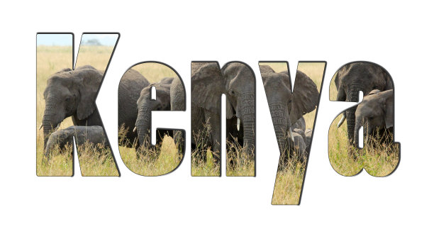 一群大象被孤立在白色的地方图片下载