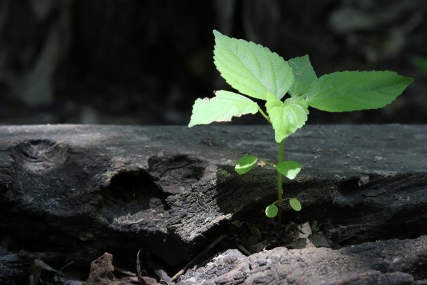 树种在木材上的生长。图片下载