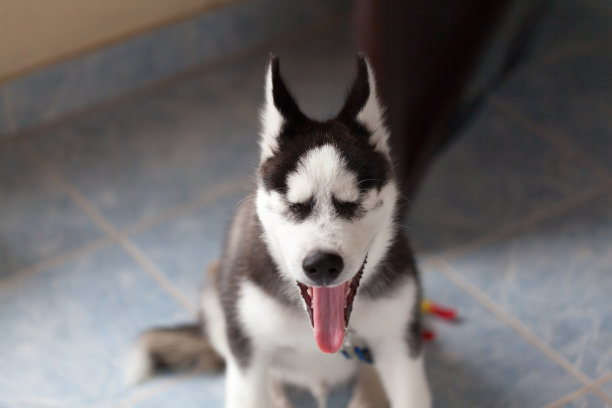 容西伯利亚雪橇犬图片下载