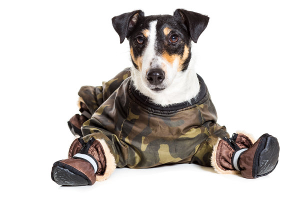 肖像纯种光滑的狐狸梗白色背景图片下载