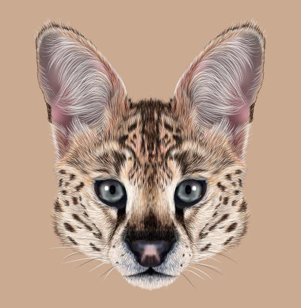 插图肖像的几个。图片下载