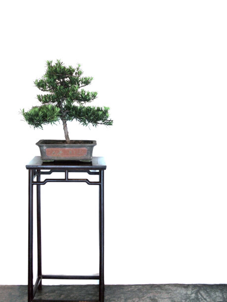 盆景和白墙图片下载