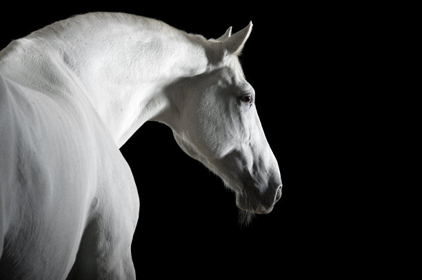 白马被黑马孤立图片下载