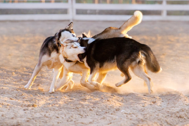 狗狗玩图片下载