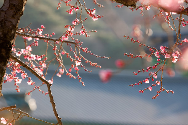梅花素材图片